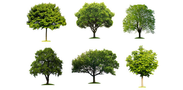 Tree Identification Quiz Questions And Answers - Trivia &amp; Questions